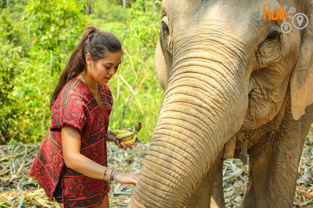 Spend some quality time with some happy elephants!