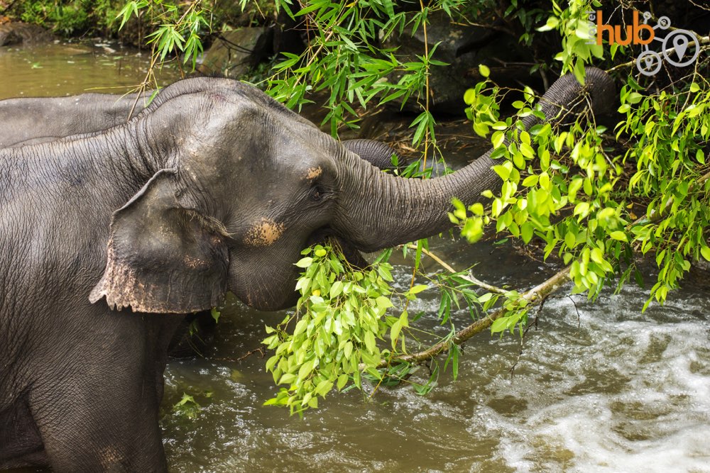 At the Elephant Jungle Sanctuary