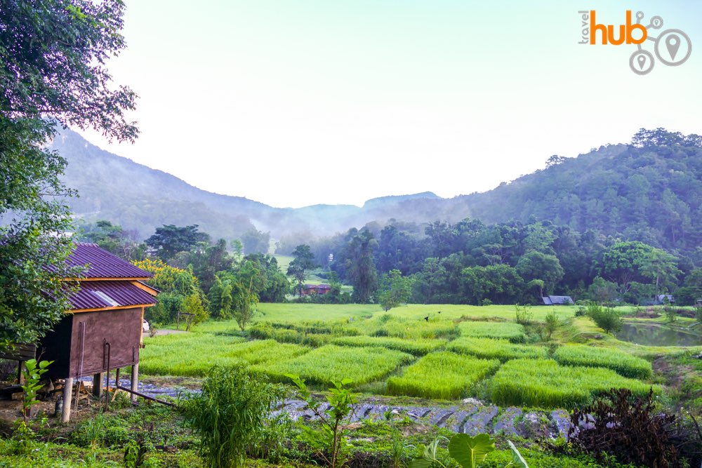 In the rice planting season you can see the terraced rice paddies around Mae Klang Luang village